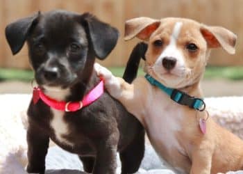 900 Dogs Rescued and Counting: Cathy Sewell’s Mission to Save Every Dog