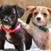 900 Dogs Rescued and Counting: Cathy Sewell’s Mission to Save Every Dog
