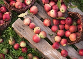 Fall is in the air!  From cinnamon donuts to Apple Cider!