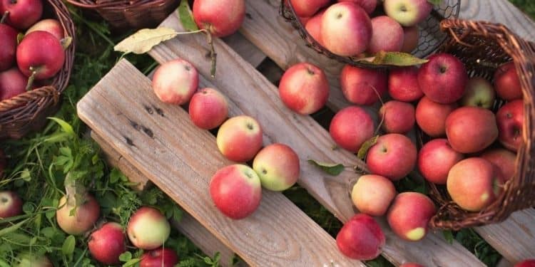 Fall is in the air!  From cinnamon donuts to Apple Cider!